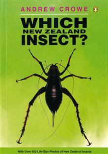 Which New Zealand Insect?