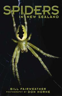 Spiders in New Zealand