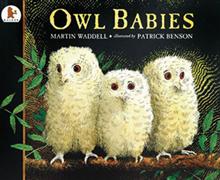 Owl Babies
