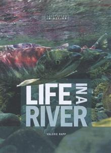 Life in a River