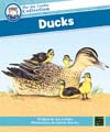 Ducks - Big Book