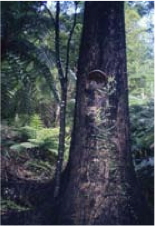 Wild Heart: The Possibility of Wilderness in Aotearoa New Zealand
