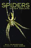 Spiders in New Zealand