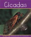Cicadas