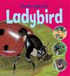 The Life Cycle of a Ladybird