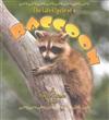 The Life Cycle of a Raccoon
