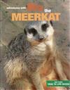 Mia The Meerkat