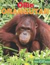 Ollie The Orangutan