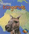 Watching Kangaroos in Australia