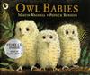 Owl Babies