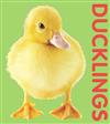 Ducklings - Photographic Shaped Board Book