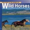Welcome World of Wild Horses