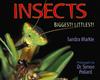 Insects: Biggest! Littlest!
