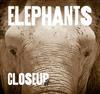 Elephants
