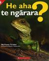 He aha te ngarara? (What is a reptile?)