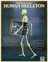 Build Your Own Human Skeleton