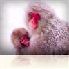 Animal Life for Children Series