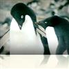Antarctica
