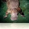 Australian Animals