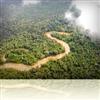 Amazon Rainforest
