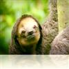 Amazonia