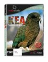 Kea - Mountain Parrot